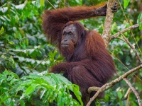 IMG 1356  A massive male Orangutan appeared outside our cottage on the Kinabatangan river.