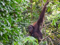 IMG 1377  Critically endangered, he gorged on small fruit seemingly indifferent to our presence.