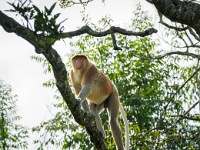 DSC2615  Wikipedia says Proboscis monkeys acheive a maximum weight of 60 pounds. I find that hard to beleive, with the size of some of these male leaders.