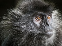 DSC2706  A friendly silver leaf monkey gets close enough for a portrait.