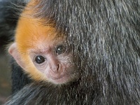 DSC2739  Young silver leaf monkeys are orange for the first few months of life.