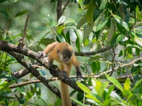 DSC2845  A young silver leaf monkey calls out to her mother for attention.