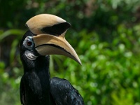 DSC2882  The rhinoceros hornbill