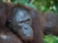 DSC2998  A thoughtful elder orangutan at the Orangutan Rehabiliation center in Sepilok.