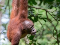 DSC3015  A playful female Orangutan poses for a series of pictures