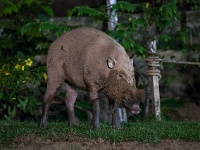 DSC3209  Each night wild boar would come visit the Kinabatangan camp where we stayed in search of leftovers.