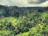 DSC4009 a c tonemapped  Rice terraces north of Ubud.